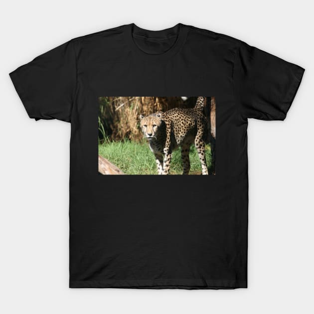 I Dare You To Run T-Shirt by LeanneAllen